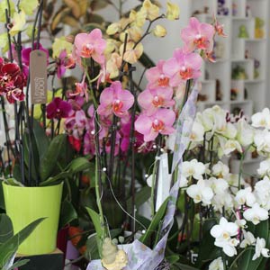 Das Blümchen - Blumen und Mehr: Blumen, Topfpflanzen, Geschenkartikel, Duftkerzen, Raumdüfte, dekorierte Blumenstöcke: Orchidee verschiedene Sorten